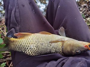 Common Carp