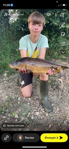 Common Carp