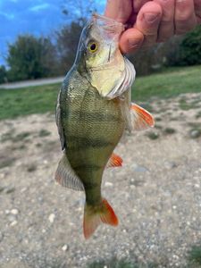 European Perch