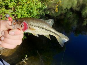 Largemouth Bass