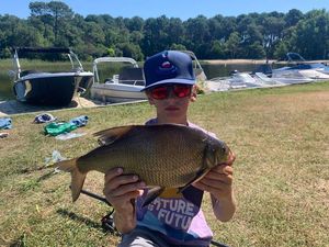 Common Bream