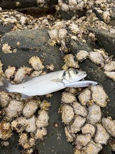 European Bass (Seabass)