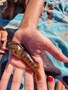 Brown Scorpionfish