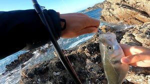 European Bass (Seabass)