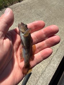 Giant Goby