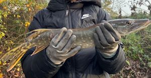 Northern Pike