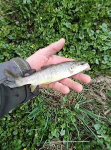 Brown Trout