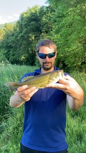 Smallmouth Bass