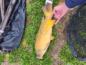 Mirror Carp