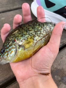 Green Sunfish