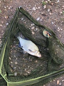 Common Bream