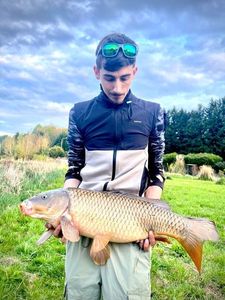 Common Carp