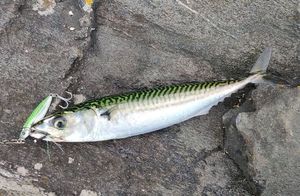 Mackerel