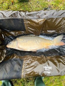 Mirror Carp