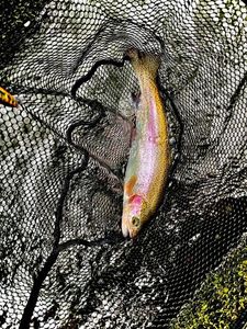 Rainbow Trout