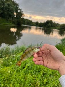 European Perch