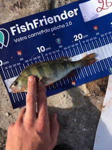 European Perch