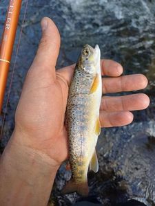Brown Trout