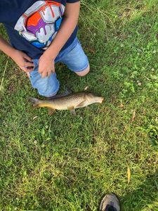 Grass Carp