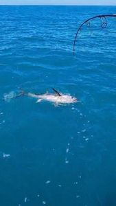 Albacore