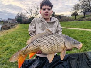 Common Carp