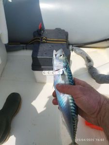 Mackerel