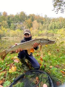 Northern Pike