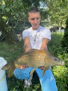 Common Carp