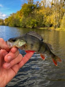 European Perch