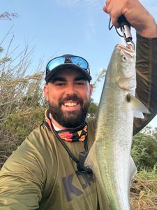 Bluefish