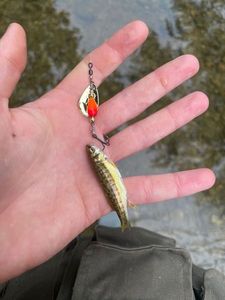Common Minnow