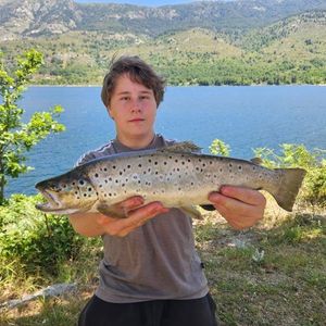 Brown Trout