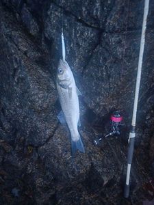 European Bass (Seabass)