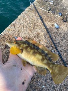 Ballan Wrasse