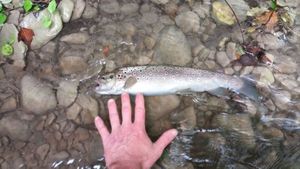 Brown Trout