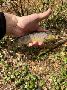 Brown Trout