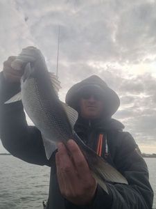 European Bass (Seabass)