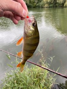 European Perch