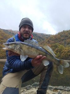 Zander