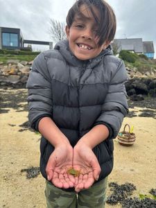 Common Shore Crab (Green Crab)