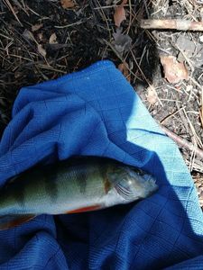 European Perch