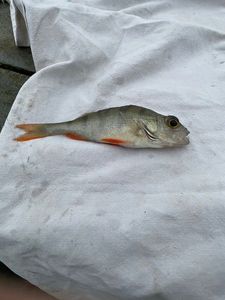 European Perch