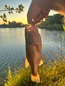 Largemouth Bass