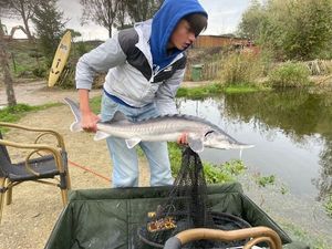 Sturgeon