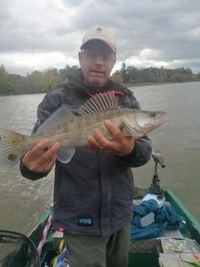 Zander