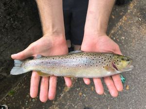 Brown Trout
