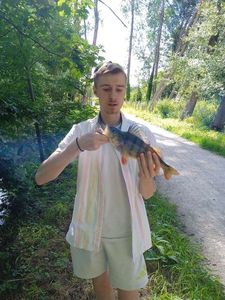 European Perch