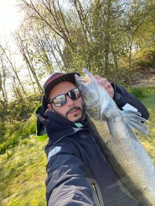 Zander