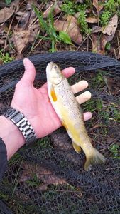 Brown Trout