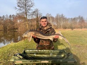 Dabry's Sturgeon